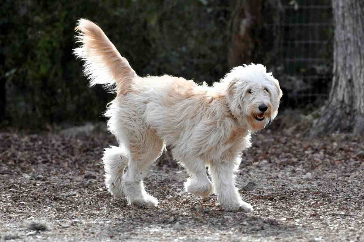 7 Reasons Your Goldendoodle Is Limping and How to Fix It! (Vet Explained!)