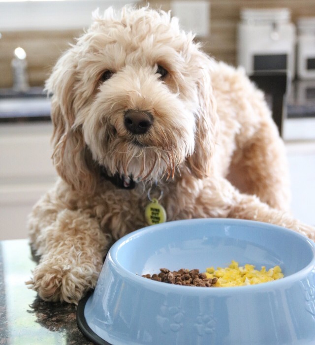 mini goldendoodle diet