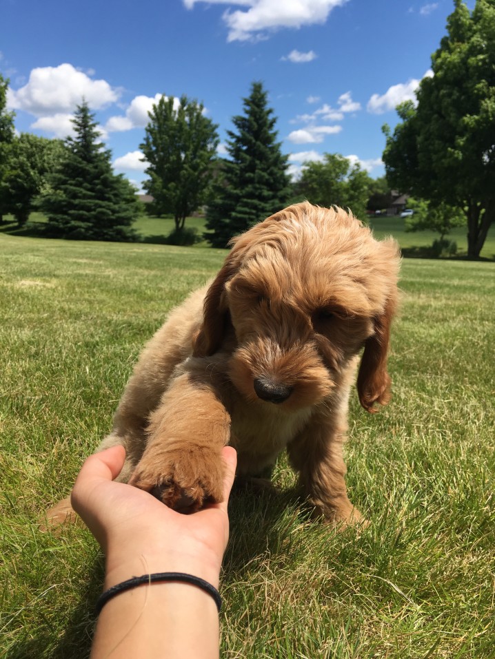 Is Your Mini Goldendoodle Big? What’s Going On? Paw Size For How Big