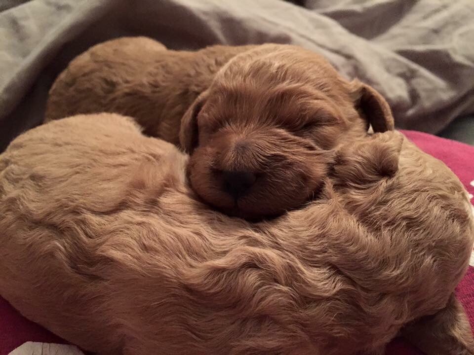 2 week old goldendoodle