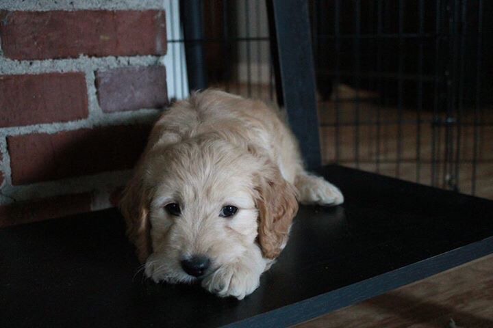 Buckley - Goldendoodle Puppy for Sale in Lancaster, PA - Lancaster Puppies