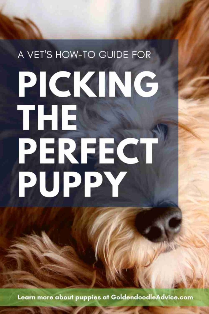 What To Look For In A Goldendoodle Puppy 1st Time Owners Guide