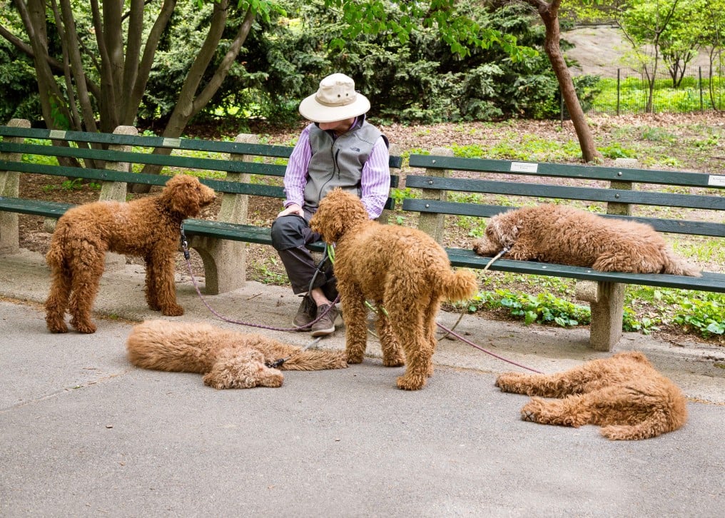 Goldendoodles Exercise: Everything You Need To Know