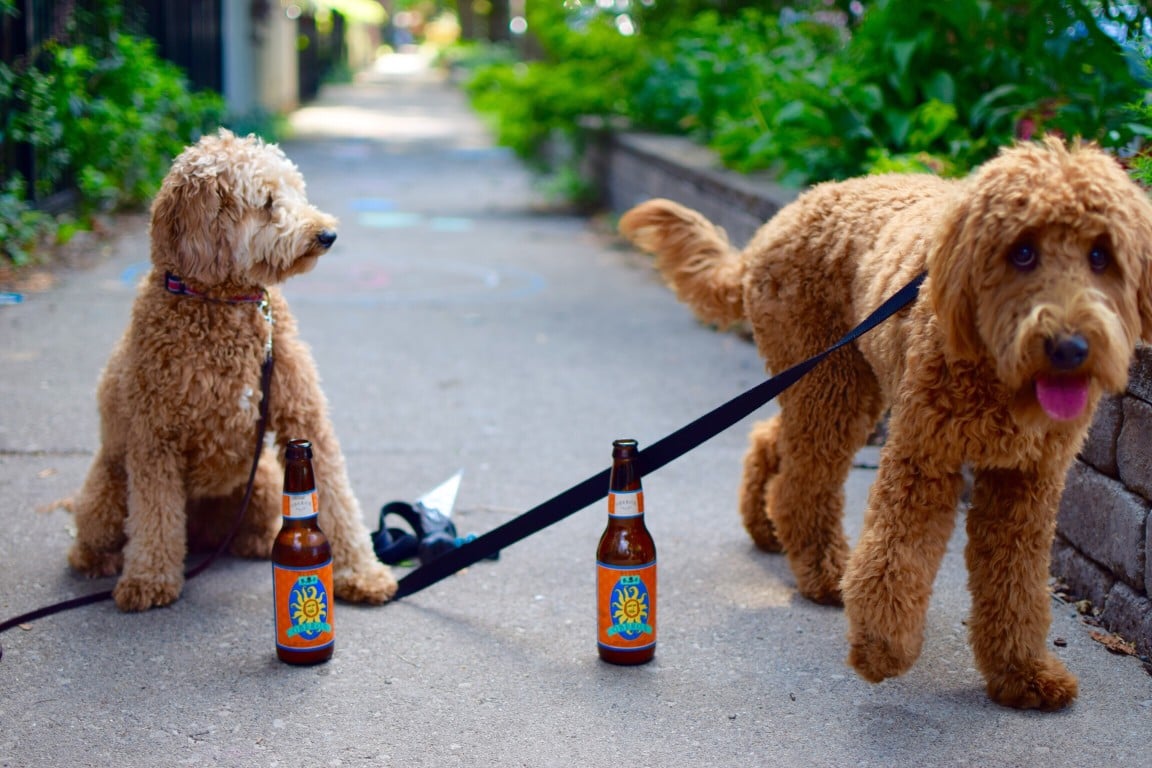 micro mini goldendoodle