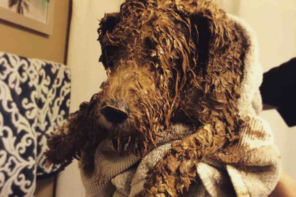 How To Keep A Goldendoodle Smelling Good A Complete Guide