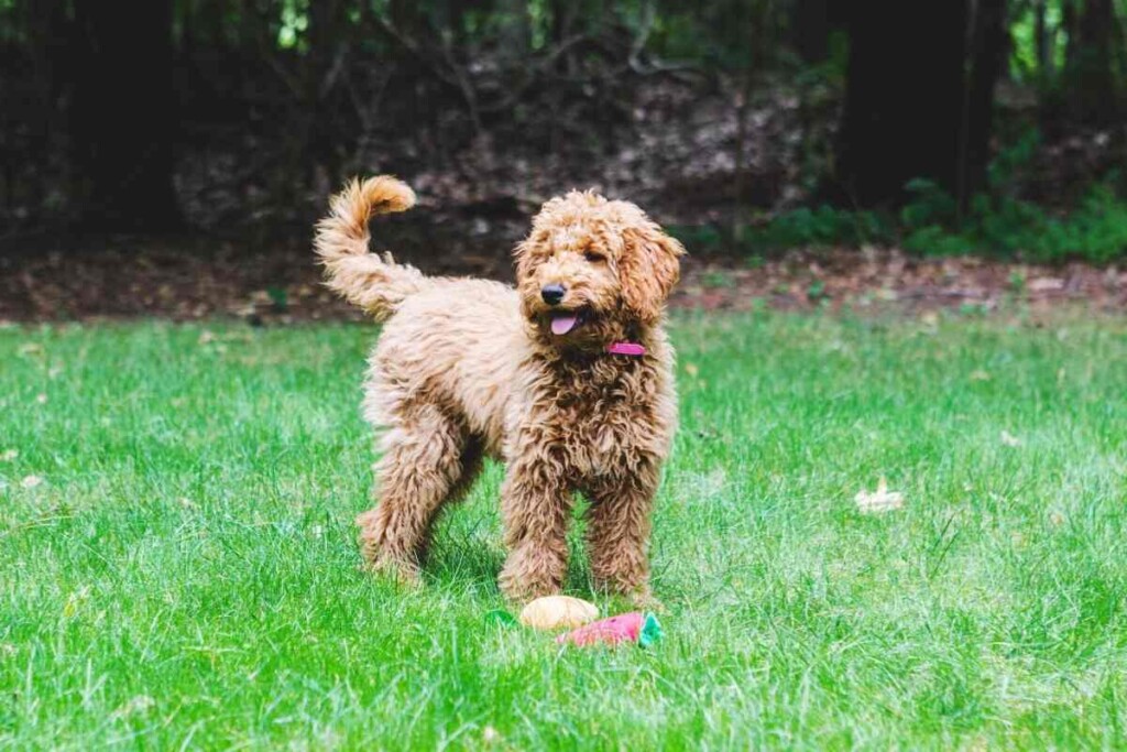 The Complete Goldendoodle Growth Stages Guide (Vet Approved