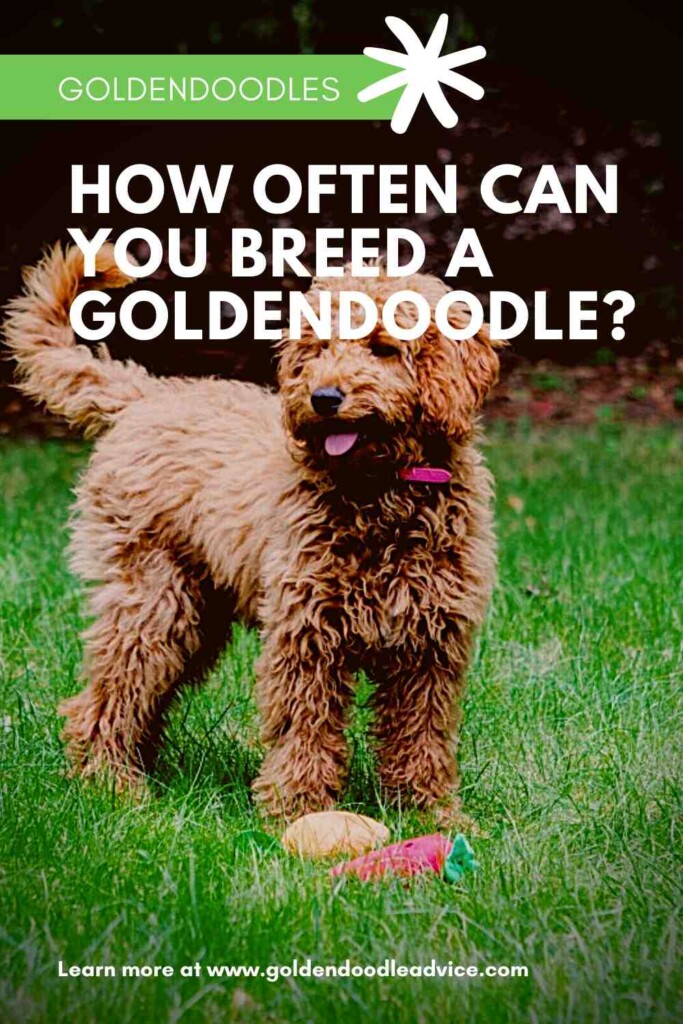How Often Can You Breed a Goldendoodle? (Vet Explained!) Goldendoodle