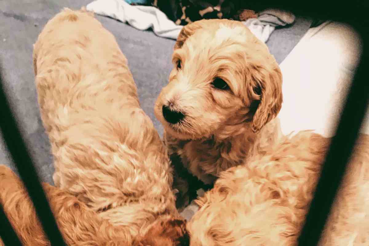 Puppy Checklist: Must-Haves To Bring Home Your New Goldendoodle Puppy -  Goldendoodle Advice