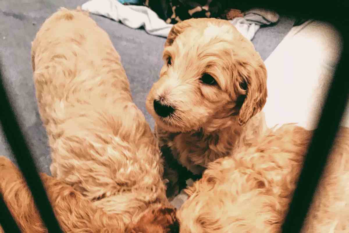 Puppy Checklist ✅| Must Haves To Bring Home Your New Goldendoodle Puppy