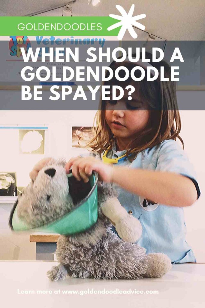 when to spay a goldendoodle