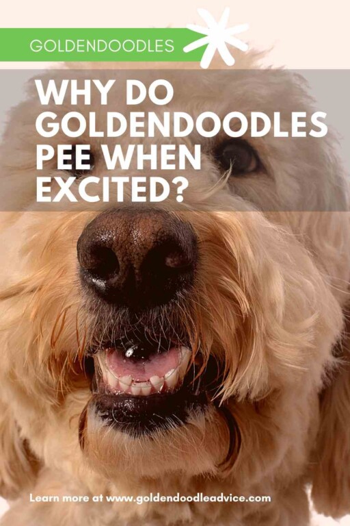 Why Do Goldendoodles Pee When Excited_ pin Goldendoodle Advice