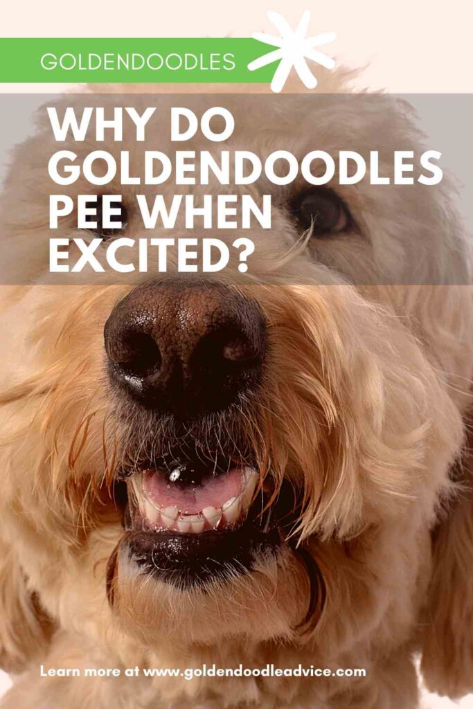 Why Do Goldendoodles Pee When Excited? Goldendoodle Advice