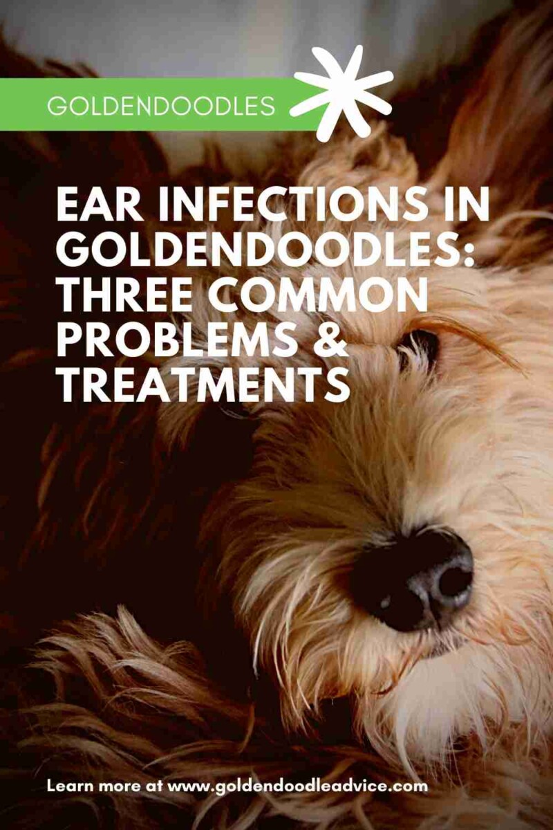 Ear Infections In Goldendoodles_ Three Common Problems & Treatments