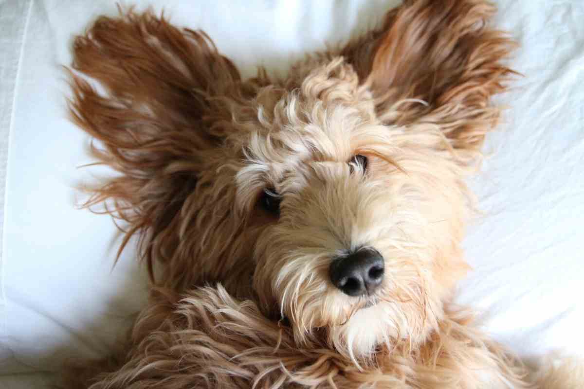 Ear Infections In Goldendoodles: Three Common Problems &Amp; Treatments