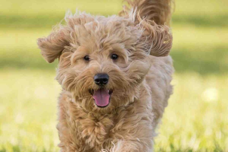 Do Goldendoodles Shed? Are They Hypoallergenic? #Doodles #Dogs #Puppies #Goldendoodles #Minigoldendoodle
