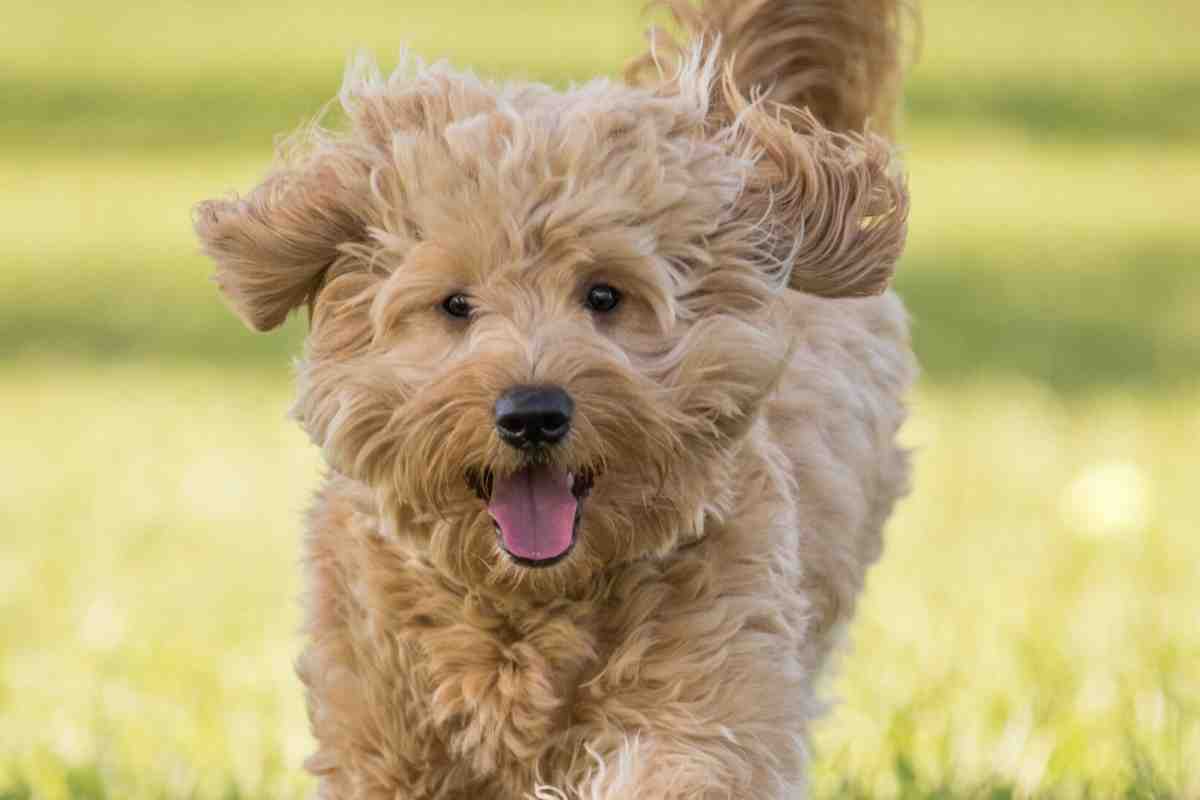 do mini goldendoodles shed