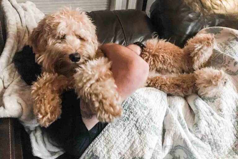 Do Goldendoodles Like To Cuddle?