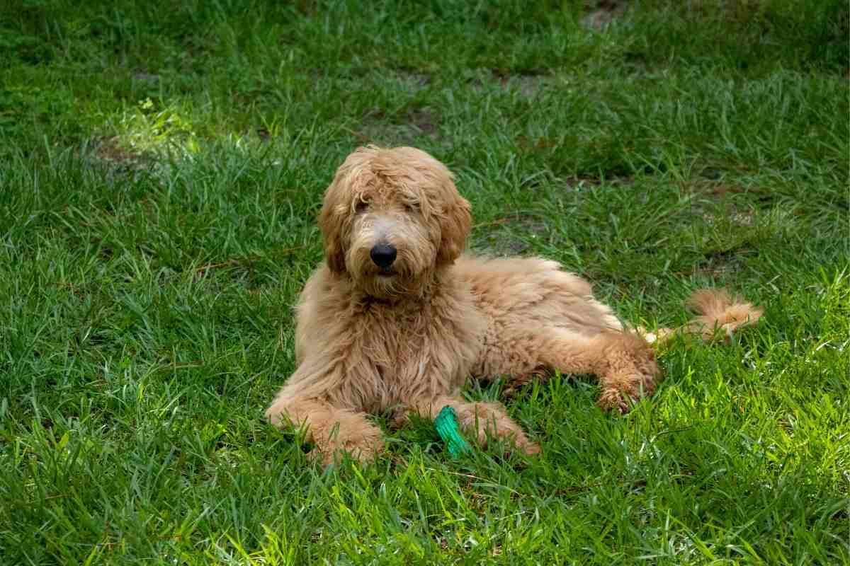 Why Is My Goldendoodle Eating Grass?