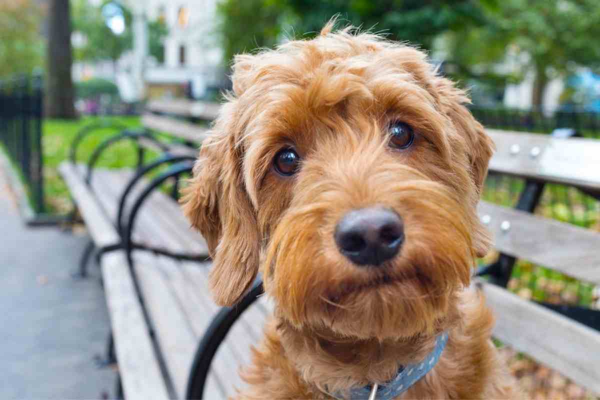 The Best And Worst Foods For A Goldendoodle Diet (Vet-Approved!) 2