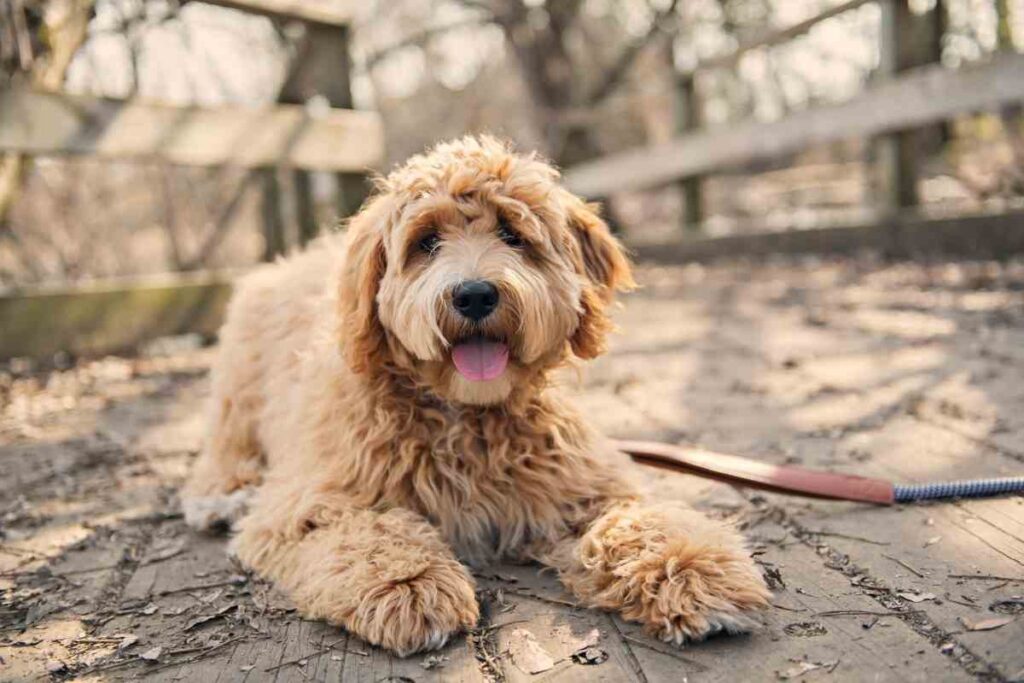 How Long Does It Take to Potty Train A Goldendoodle? Goldendoodle Advice
