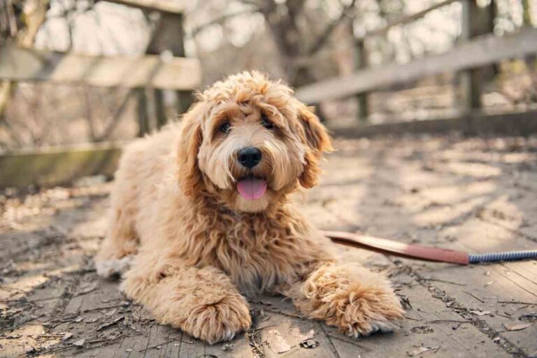 Why Does My Goldendoodle Lick Their Paws? (Vet Explained!)