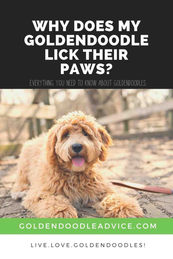Why Does My Goldendoodle Lick Their Paws_ _ Goldendoodle Advice