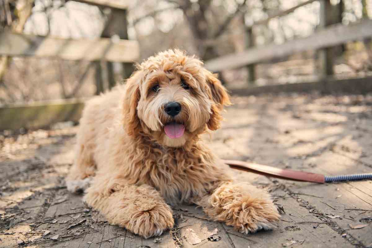 Why Does My Goldendoodle Lick Their Paws? (Vet Explained!)