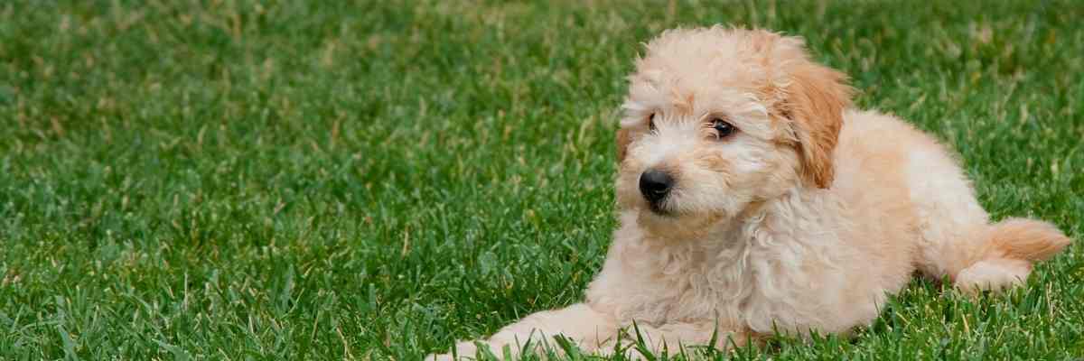 What Growth Stage Is Your Goldendoodle In Now_ (1) – Goldendoodle Advice