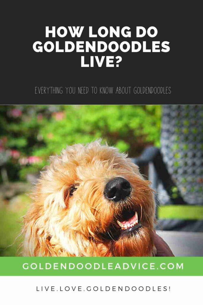 How Long Do Goldendoodles Live? #Puppies #Dogs #Doodles #Doods #Goldendoodles
