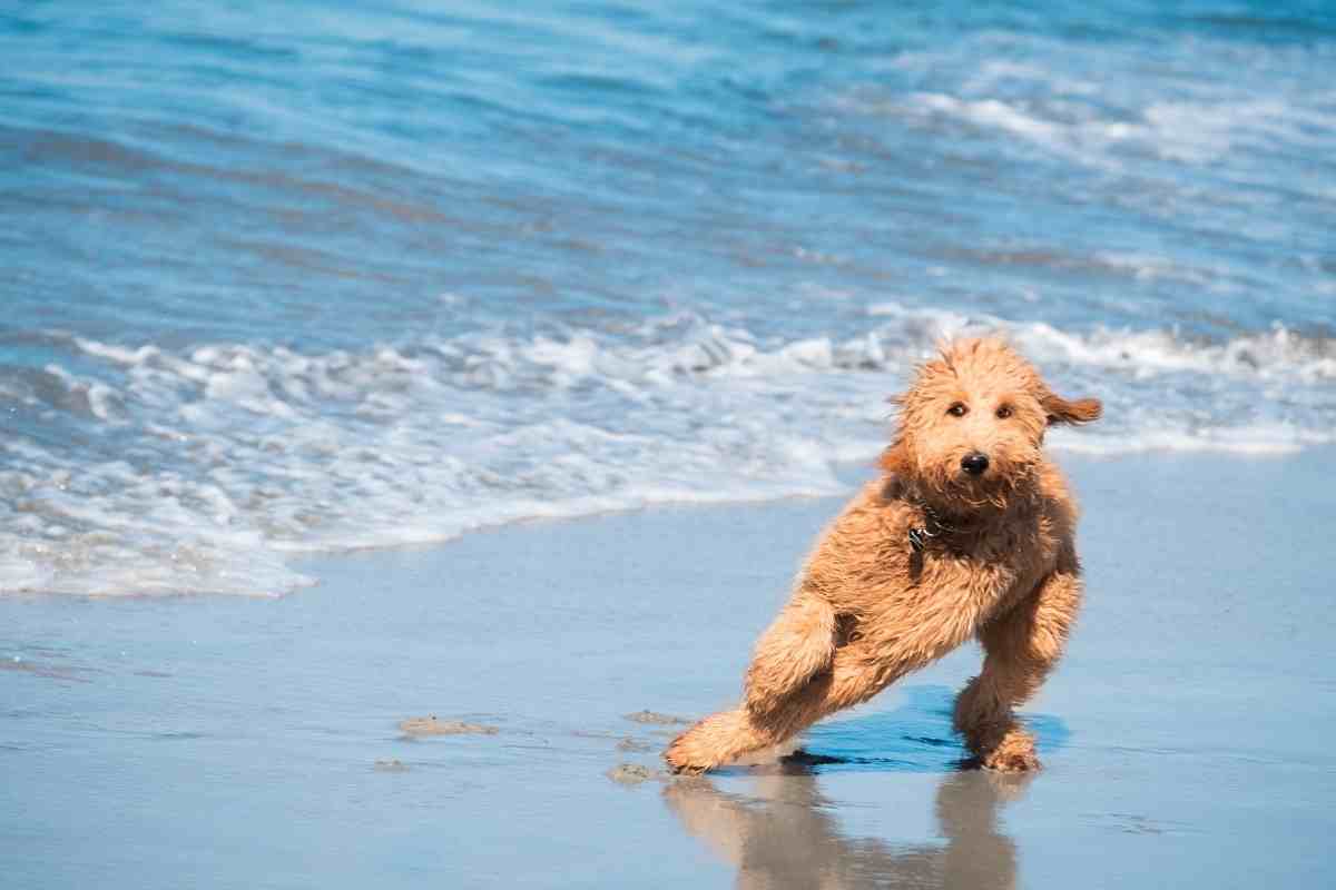 How Long Do Goldendoodles Live? #Puppies #Dogs #Doodles #Doods #Goldendoodles