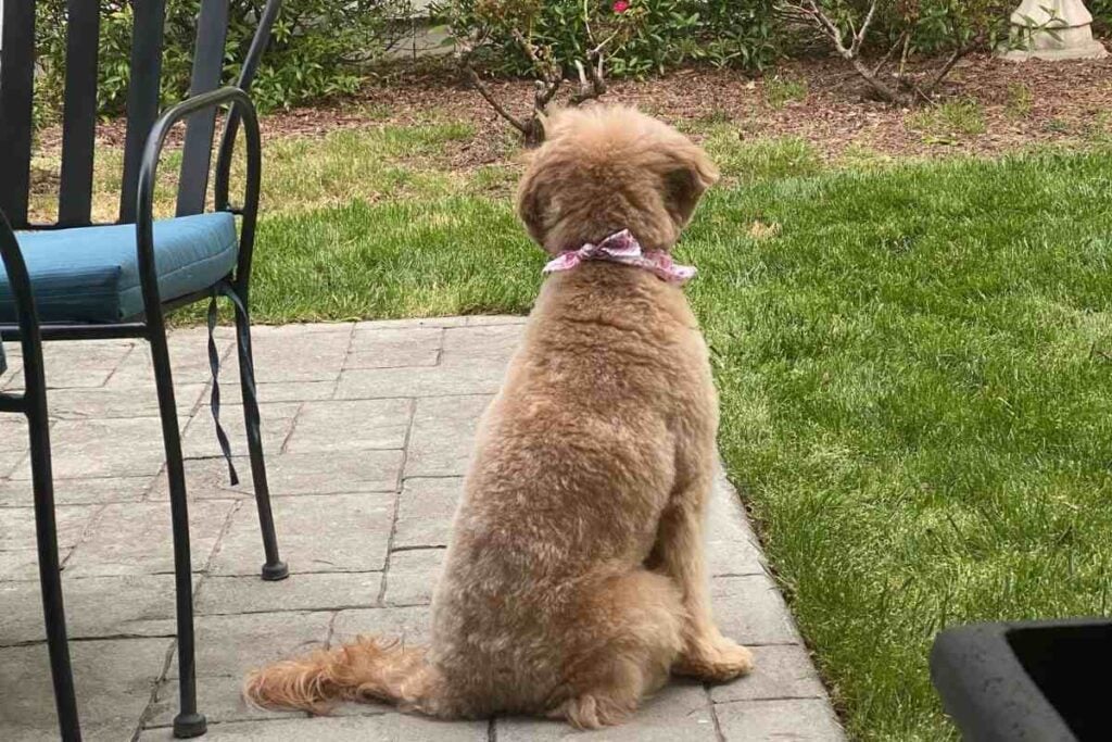 How Much Does A Mini Goldendoodle Weigh? Goldendoodle Advice