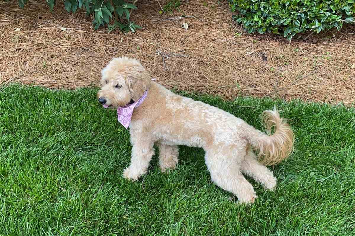 How Much Does A Mini Goldendoodle Weigh? 1