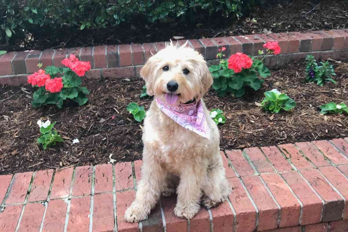 How Much Does A Mini Goldendoodle Weigh Goldendoodle Advice