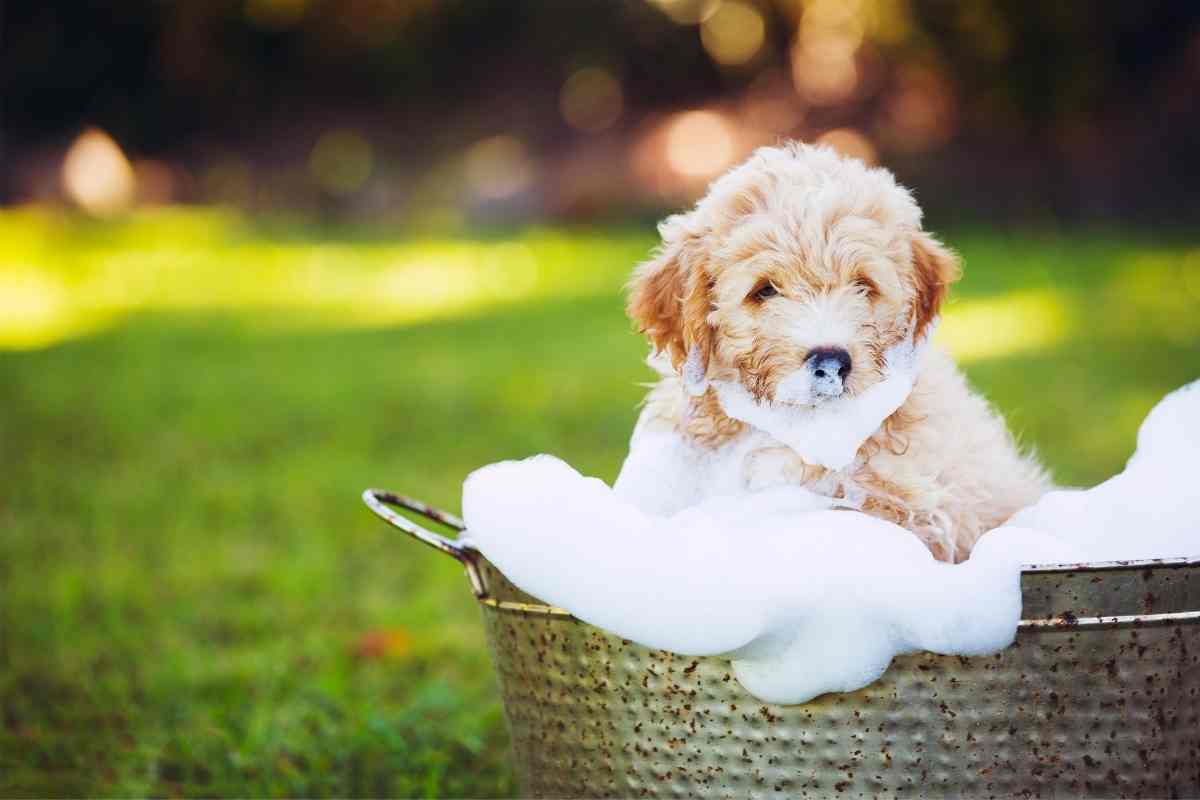 how often can you bathe a goldendoodle