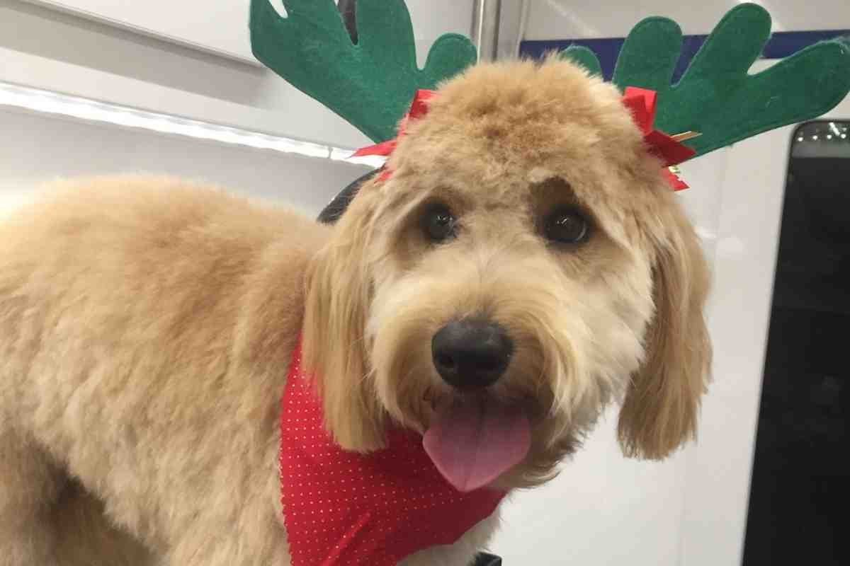 at what age should a goldendoodle be groomed