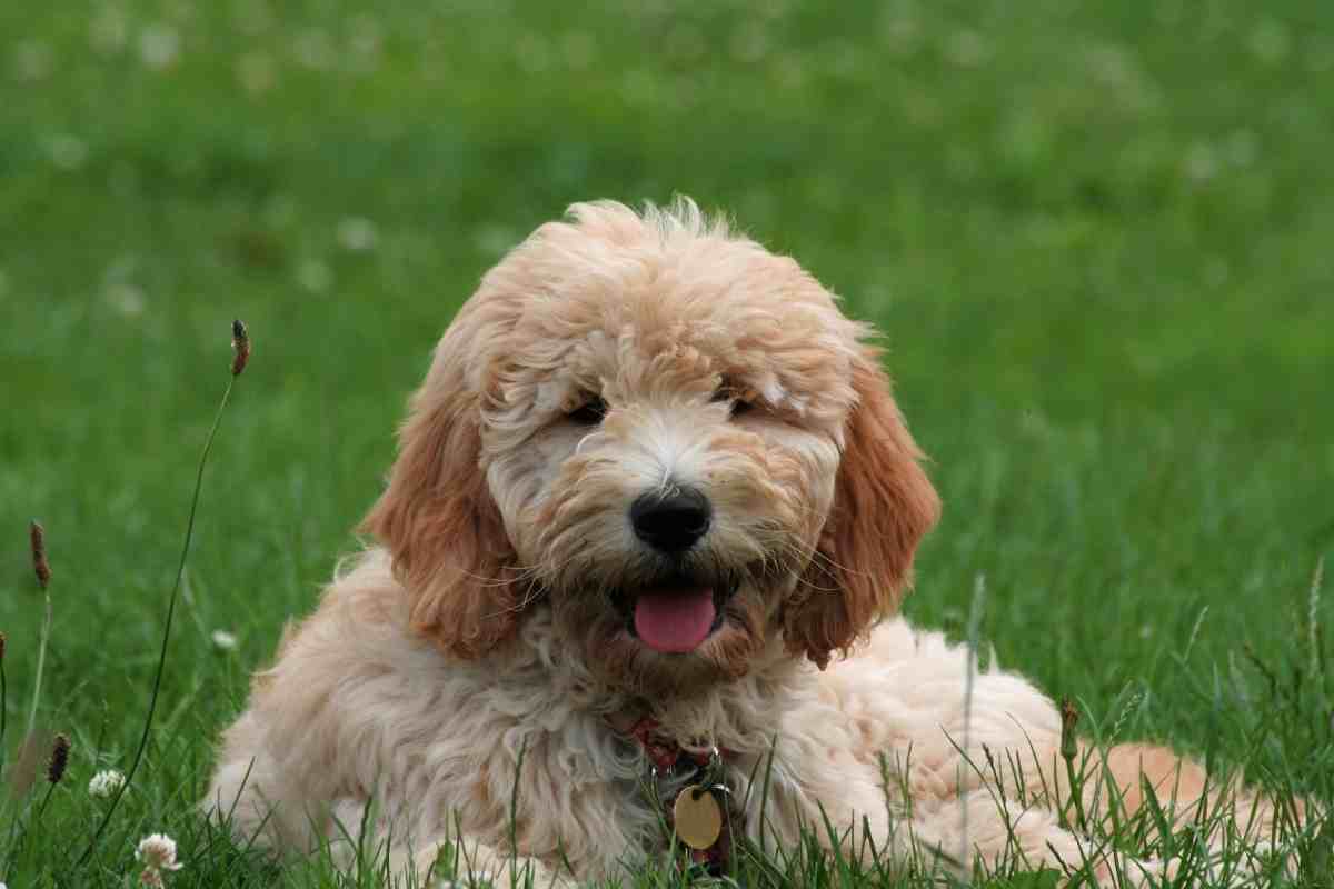 goldendoodle collar size