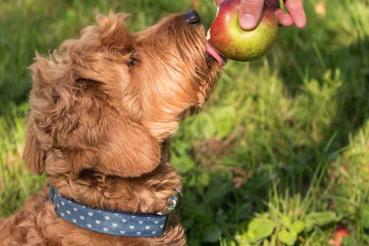 What Size Collar For A Mini Goldendoodle Puppy 1