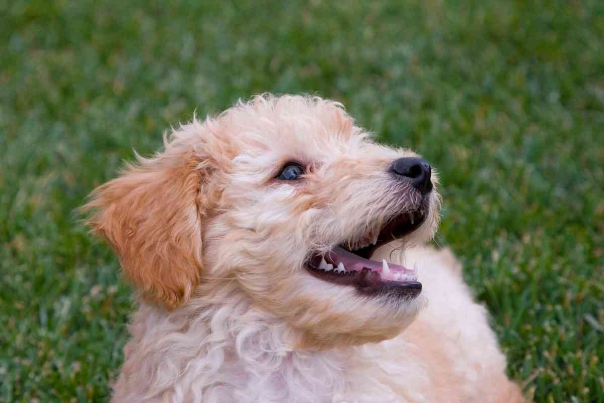 What Size Collar For A Mini Goldendoodle Puppy Goldendoodle Advice