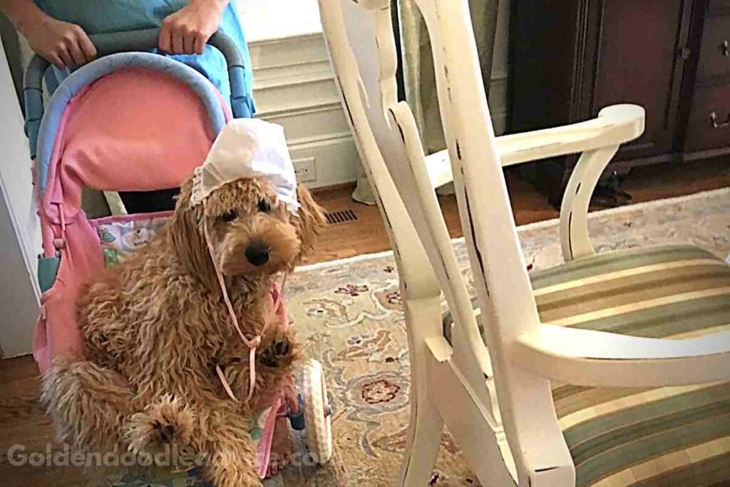 Are Goldendoodles Better in Pairs?