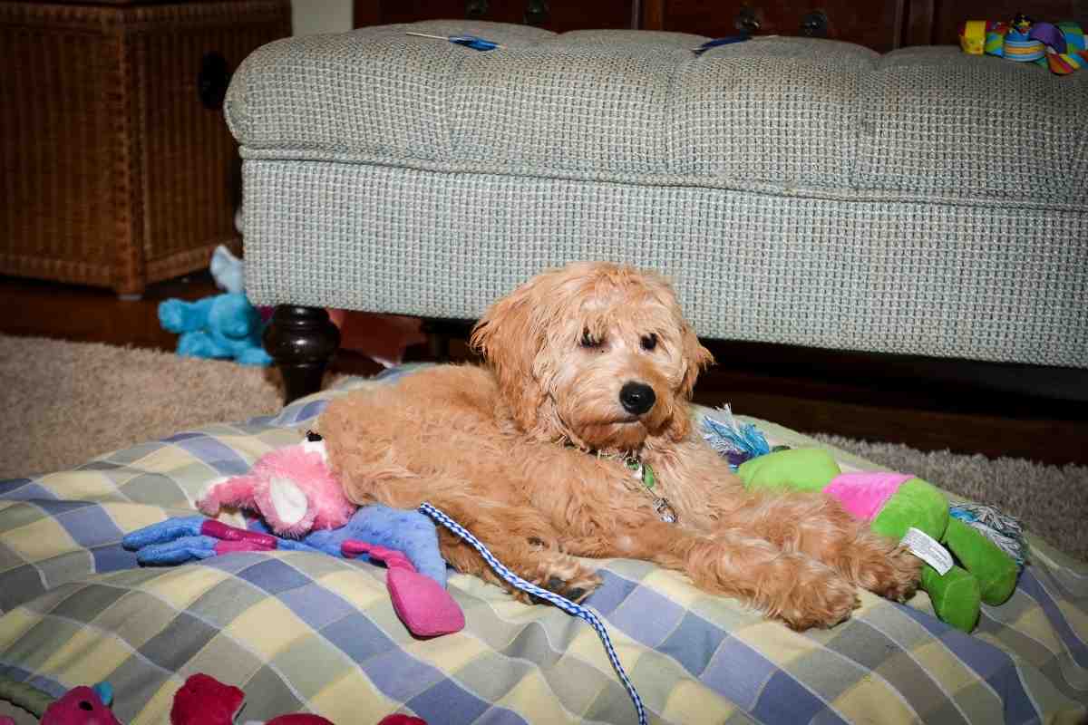 Lexie - Mini Goldendoodle