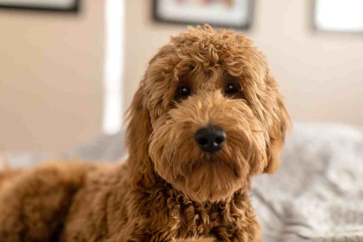 How Long Can Goldendoodles Be Left Alone? 1