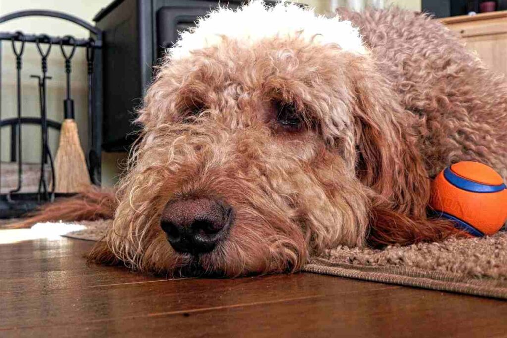 How Long Can Goldendoodles Be Left Alone? Goldendoodle Advice