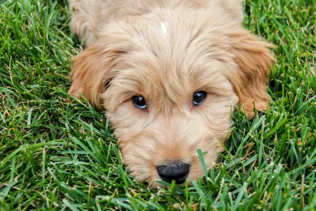 How to Tell If A Goldendoodle Puppy Will Be Curly [3 Steps To Determine