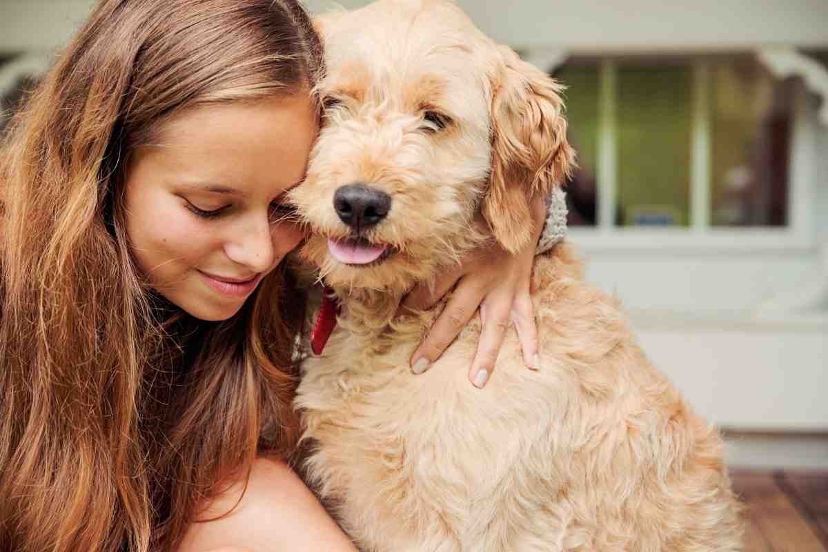 are goldendoodles cuddly