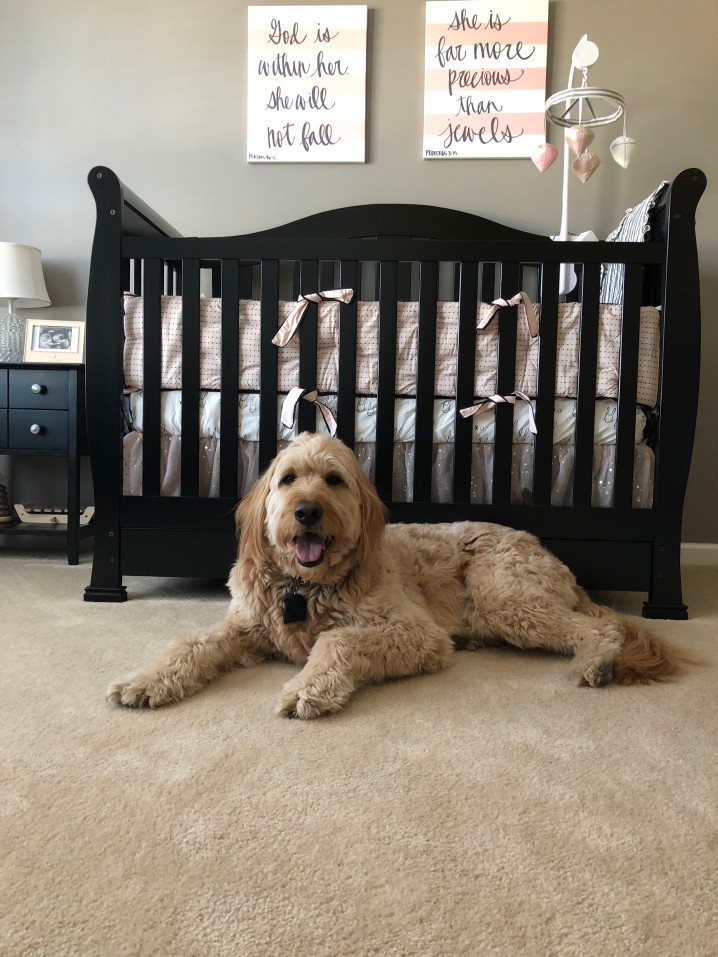 Are Goldendoodles Protective Of Their Owners?