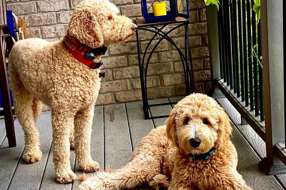 are goldendoodles easy to train