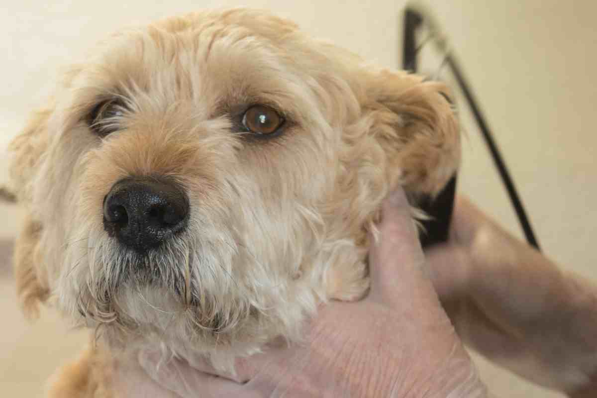 Can You Use A Furminator On A Goldendoodle?