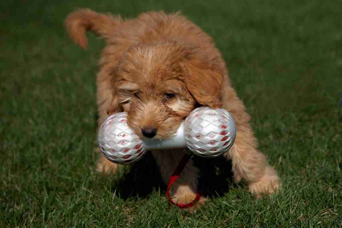 Are Goldendoodles Smarter Than Golden Retrievers? #Dogs #Puppies #Doodles #Goldendoodle