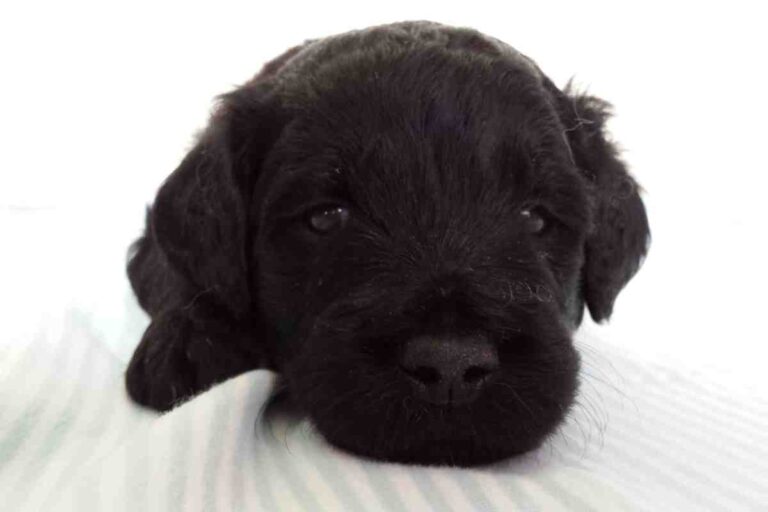 Can A Goldendoodle Be Black And White? #Dogs #Puppies #Doodles #Goldendoodle