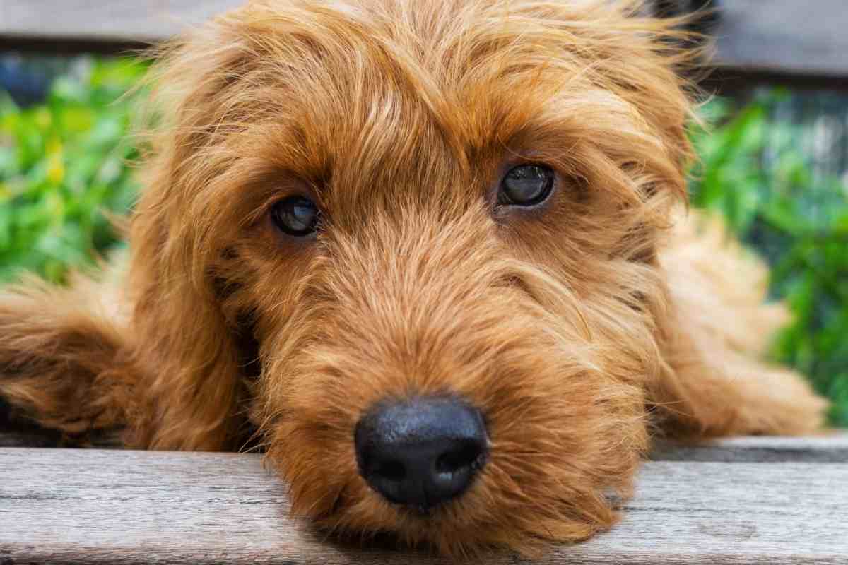 Can F1B Goldendoodles Have Straight Hair? - Goldendoodle Advice